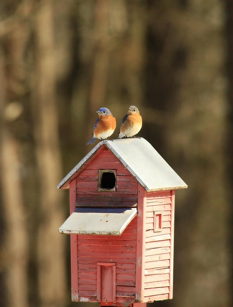 Birdhouses