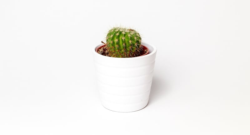 Recycled Planter Pots