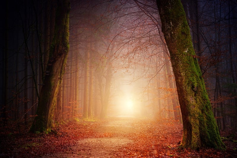 Enchanted Forest Pathway